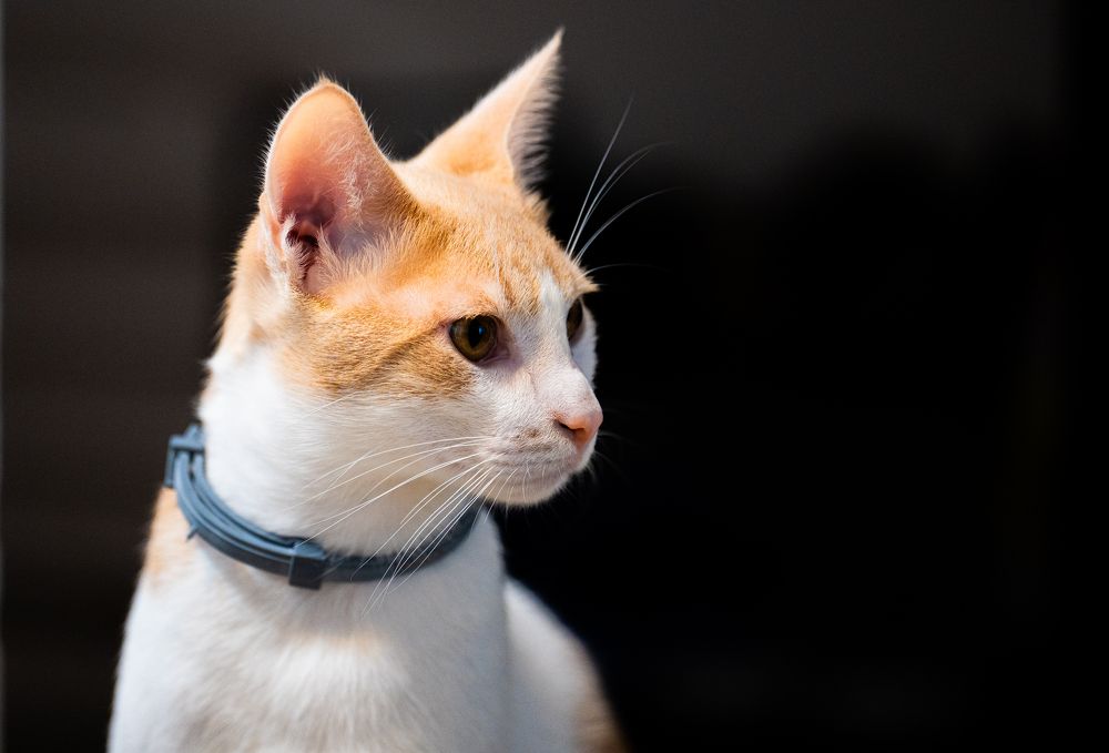 Photograph by Igor Shulkin