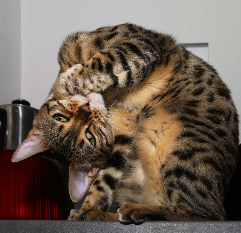 Фотография автора Ekaterina Palant