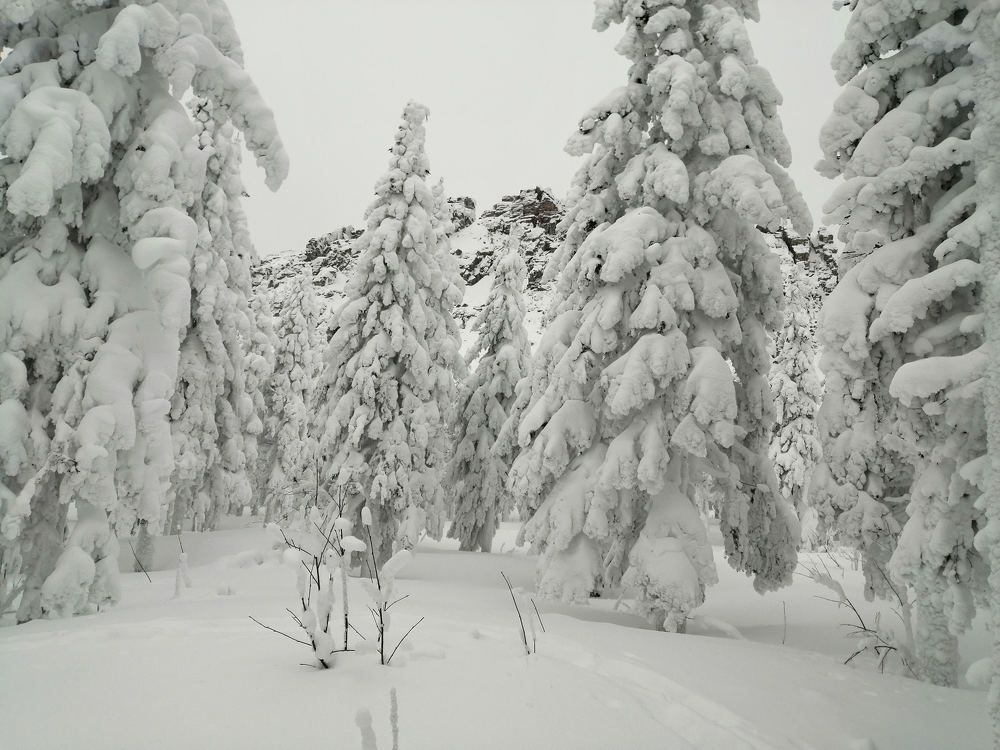 Photo #11574973