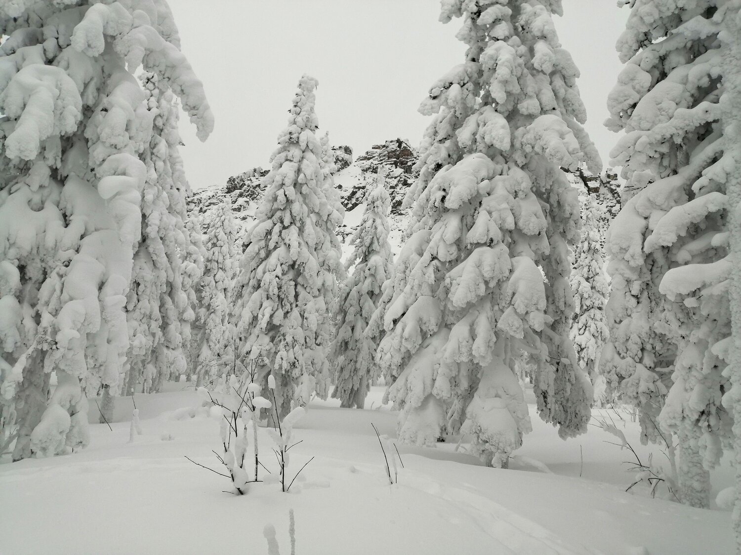 Photo #11574973