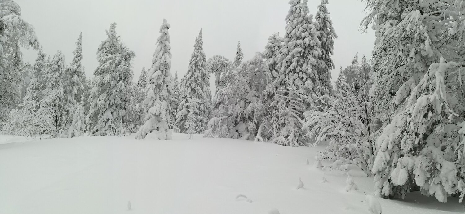 Photo #11575004