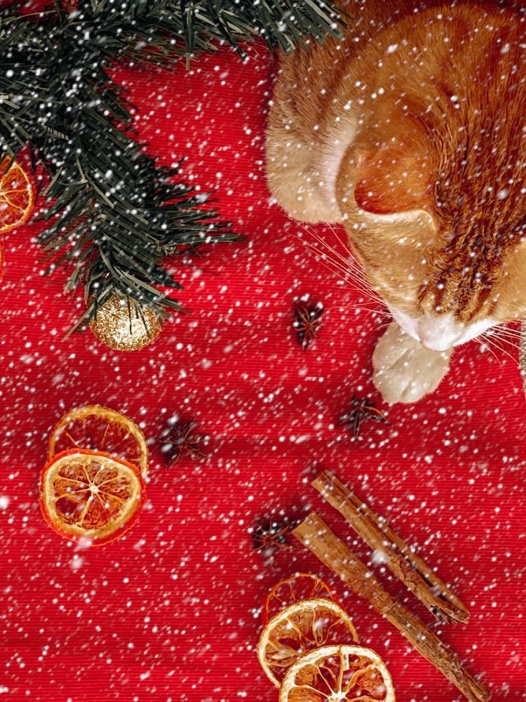 Фотография автора Марина Булатова