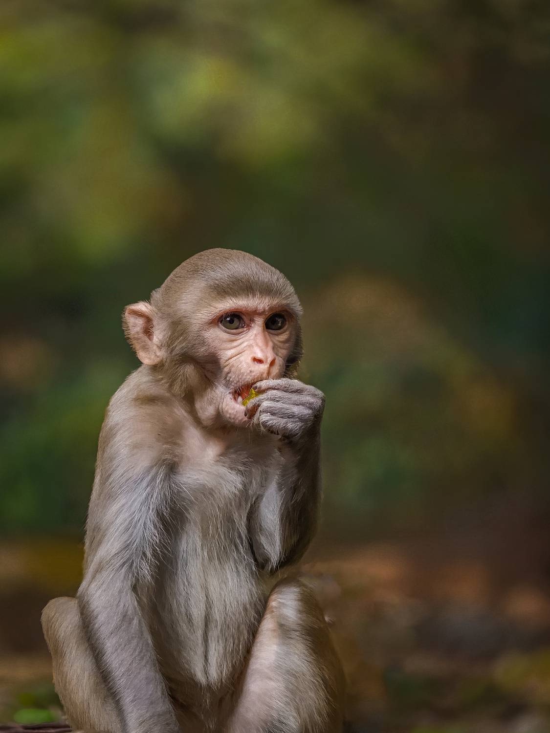 Monkey devouring a fruit