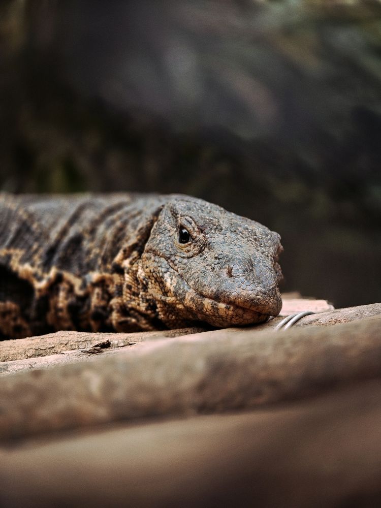 Lizard