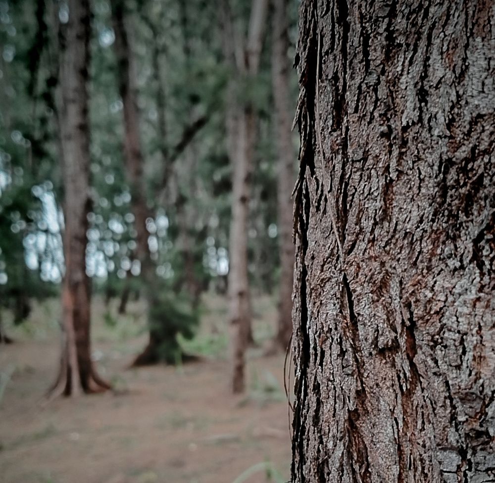 Nature Shot.