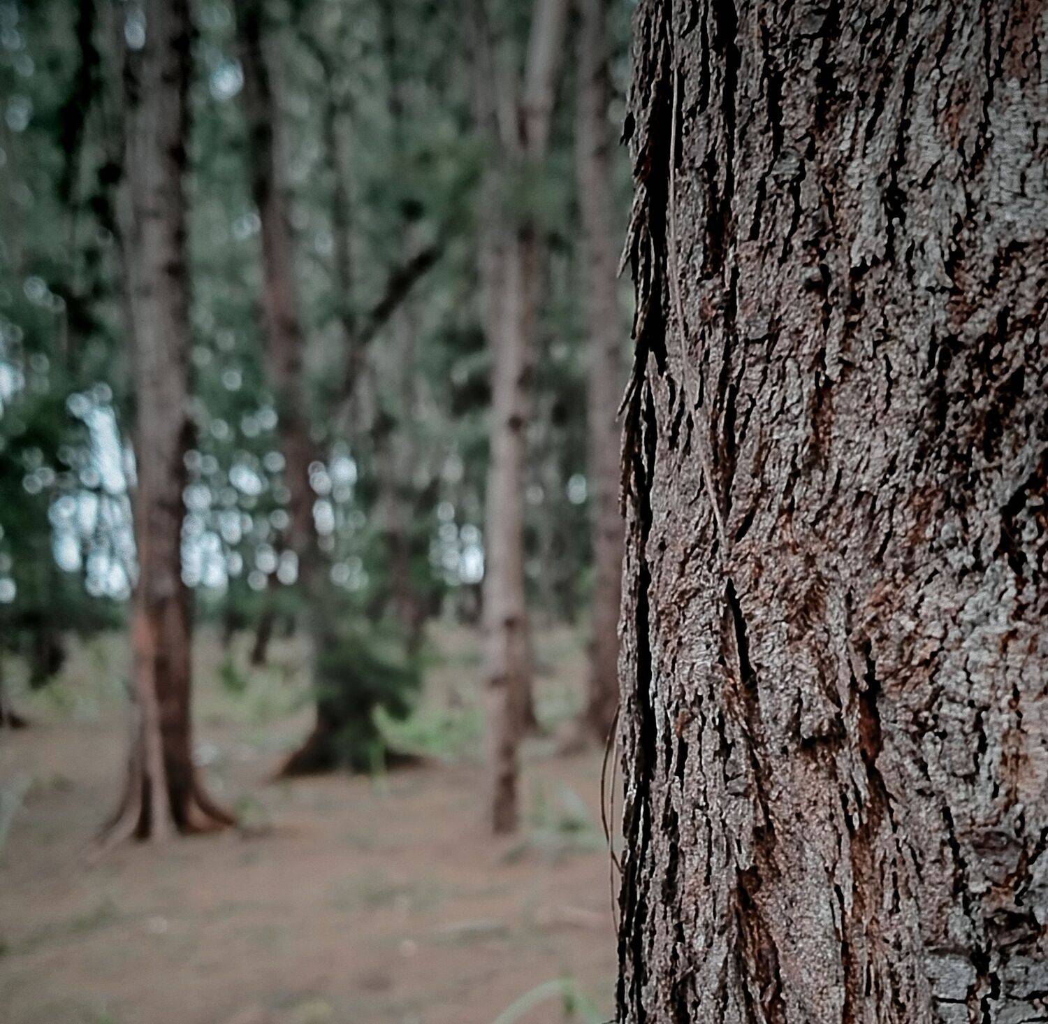 Nature Shot.