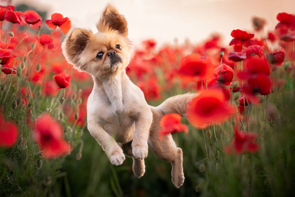 Jump in the Poppies