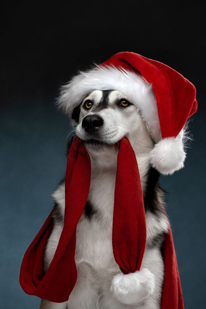 Фотография автора Светлана Писарева