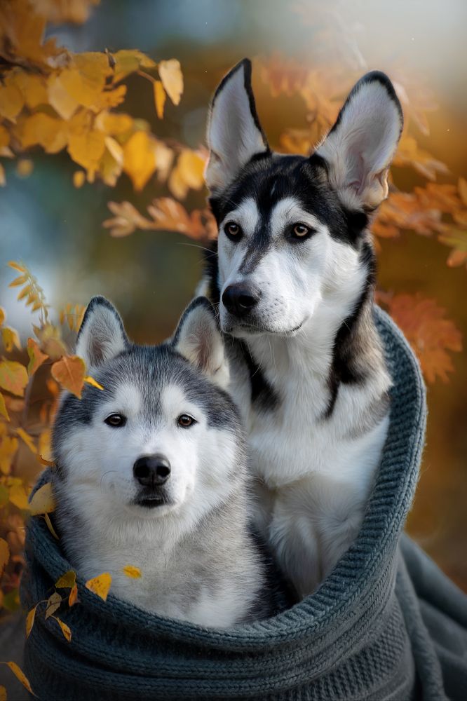 Photograph by Светлана Писарева