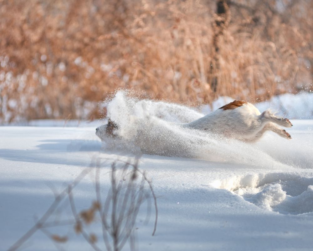 Photograph by Виктория Сафонова