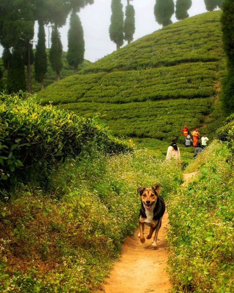 Photograph by Partha Ghosh