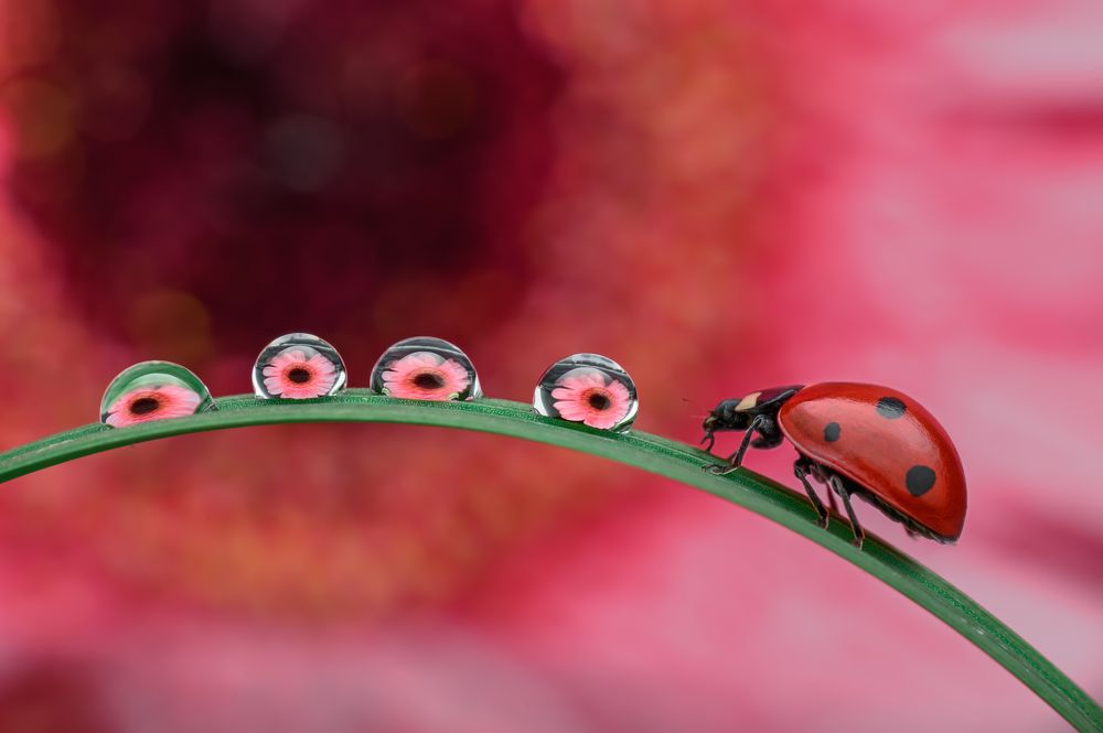 Photograph by Цветан Ганев