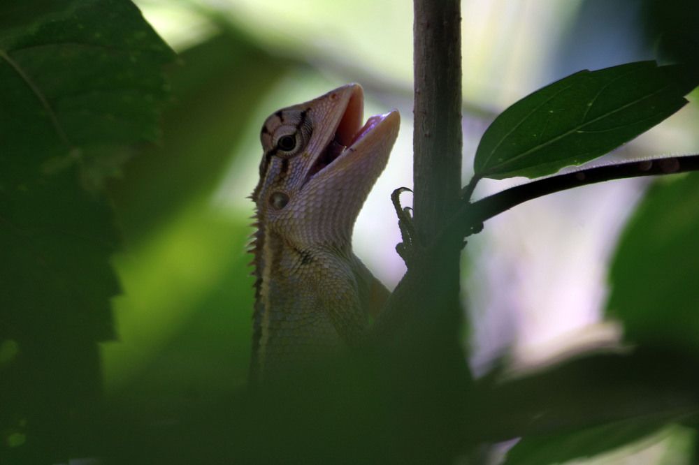 Photograph by BIBIN ISSAC KURIAN Pulinattu