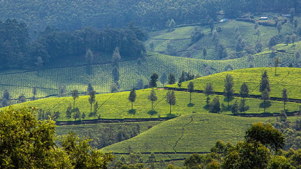 Photograph by Susobhan Biswas