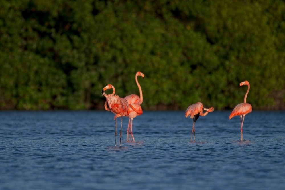 American Flamingos in the Swamp