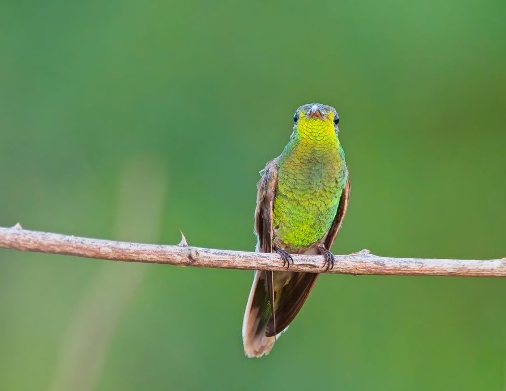 White-tailed Goldenthroat