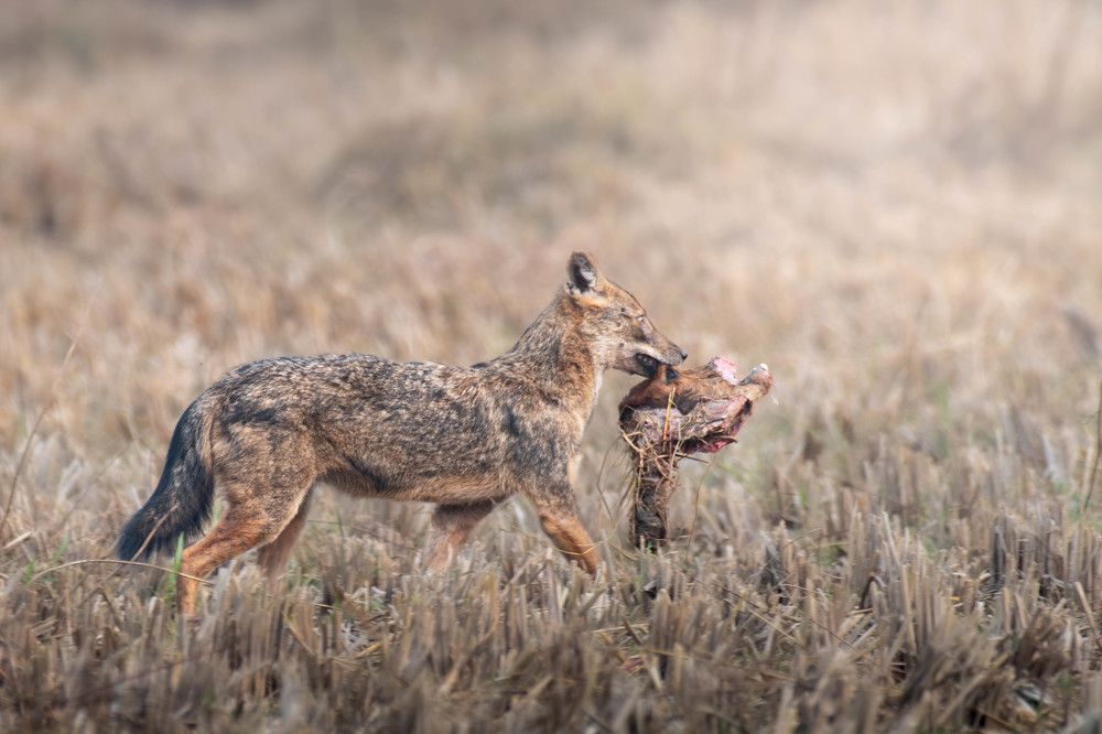 Photograph by Pritam Mandal