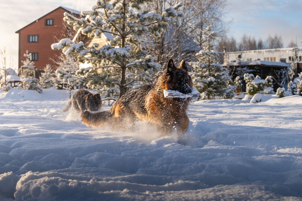 Photograph by Alexey Sapozhnikov