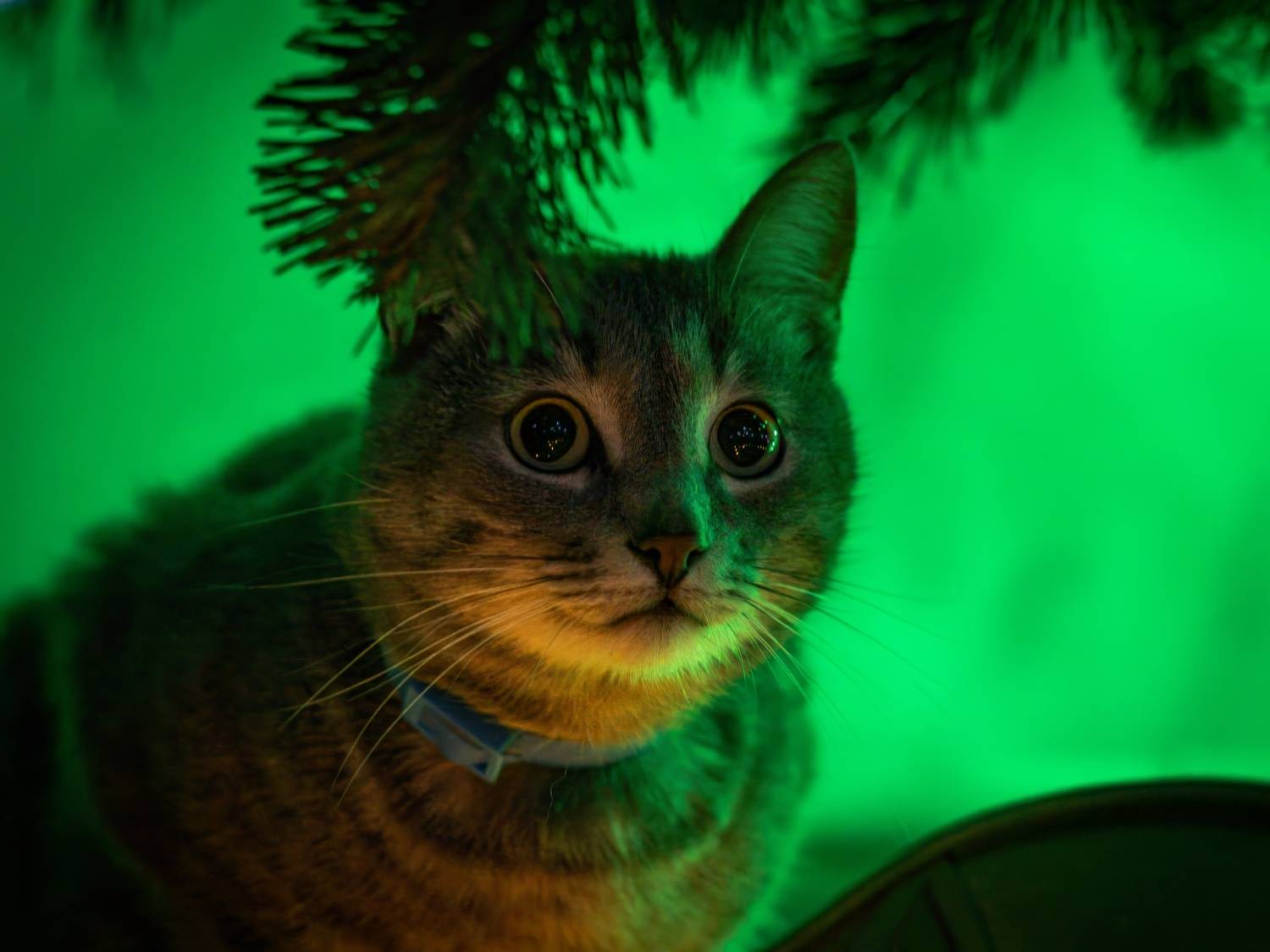 Photo #11576273