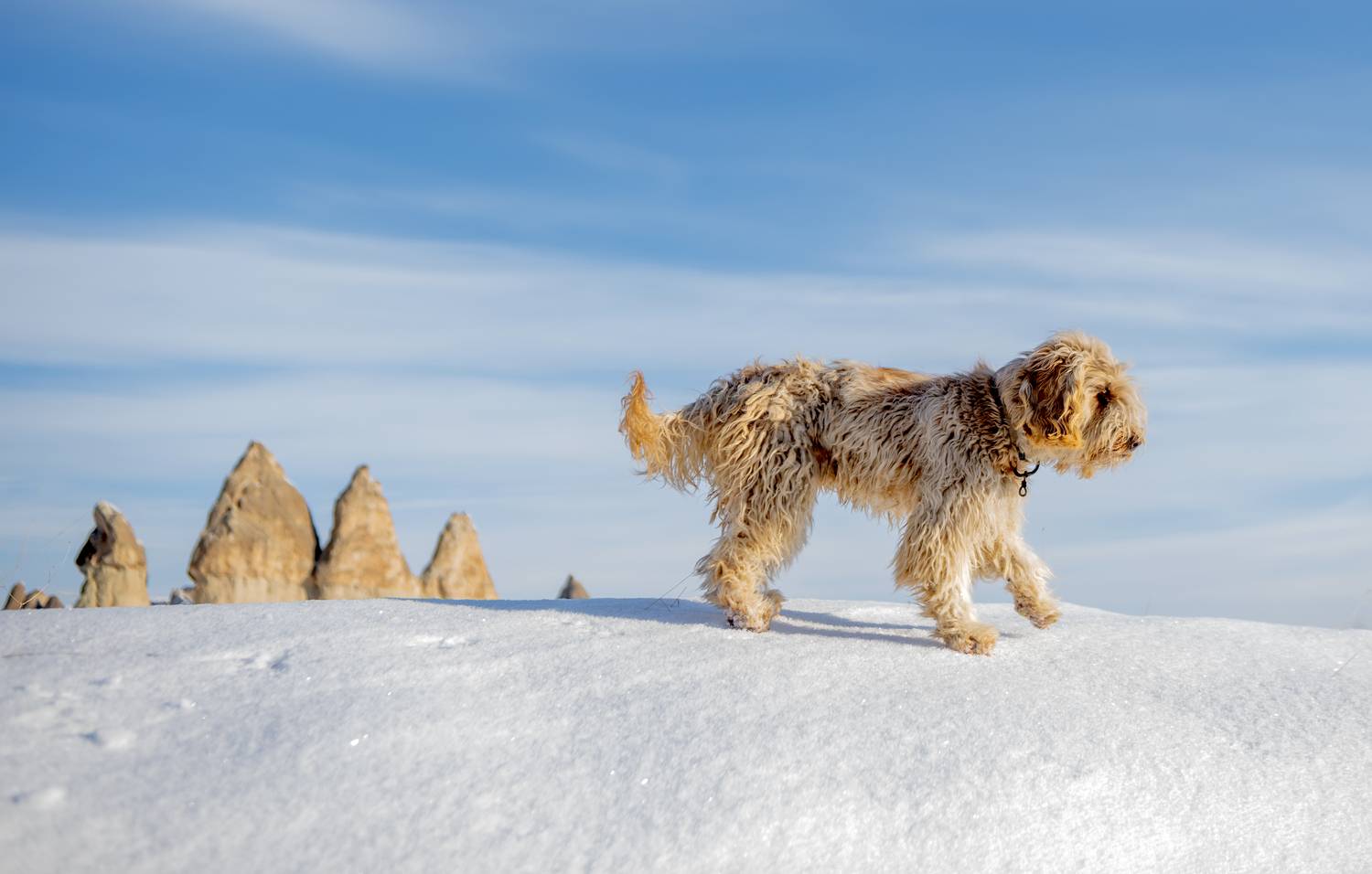 Фотография #11576357