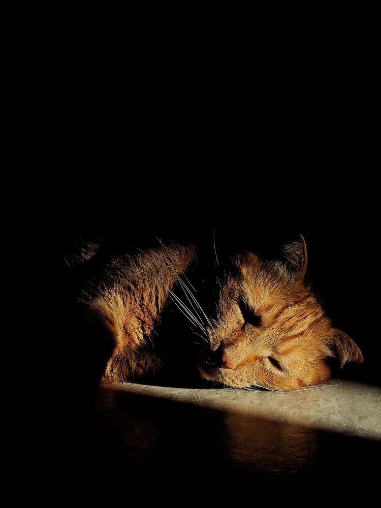 Фотография автора Евгения Владимировна