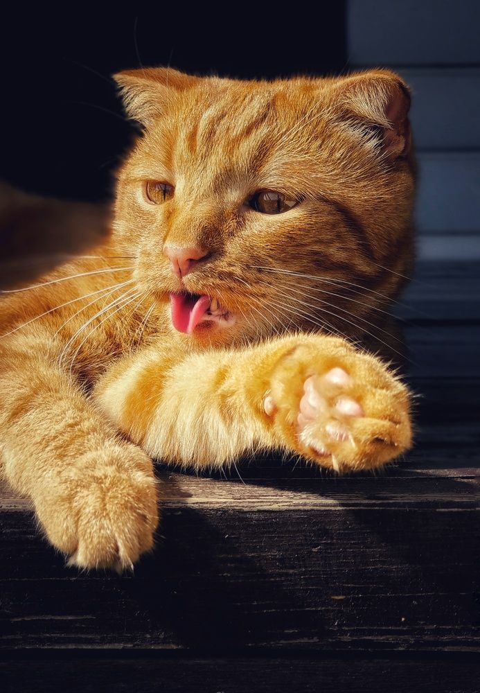 Фотография автора Евгения Владимировна