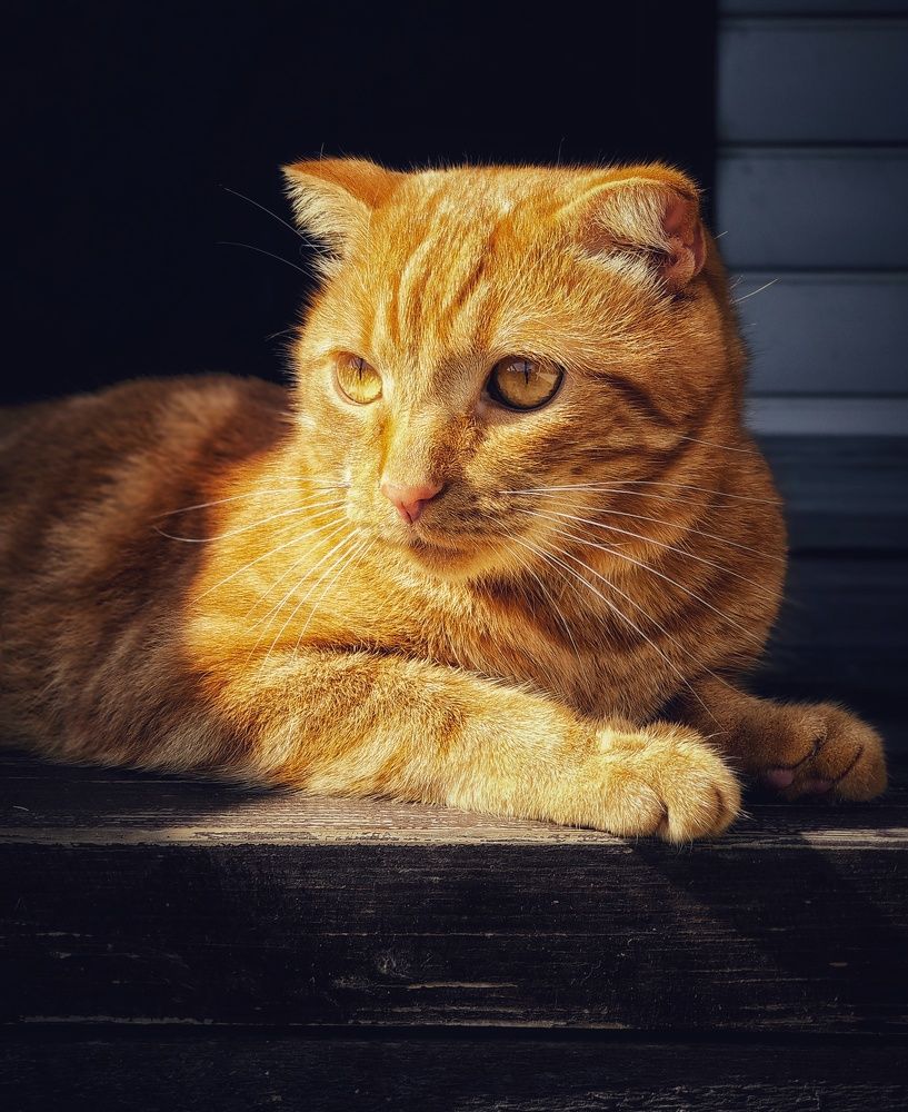 Фотография автора Евгения Владимировна