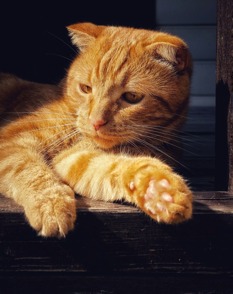 Фотография автора Евгения Владимировна