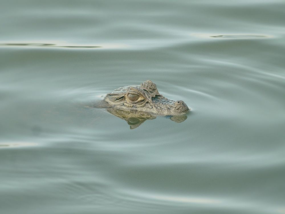 Photo #11576616