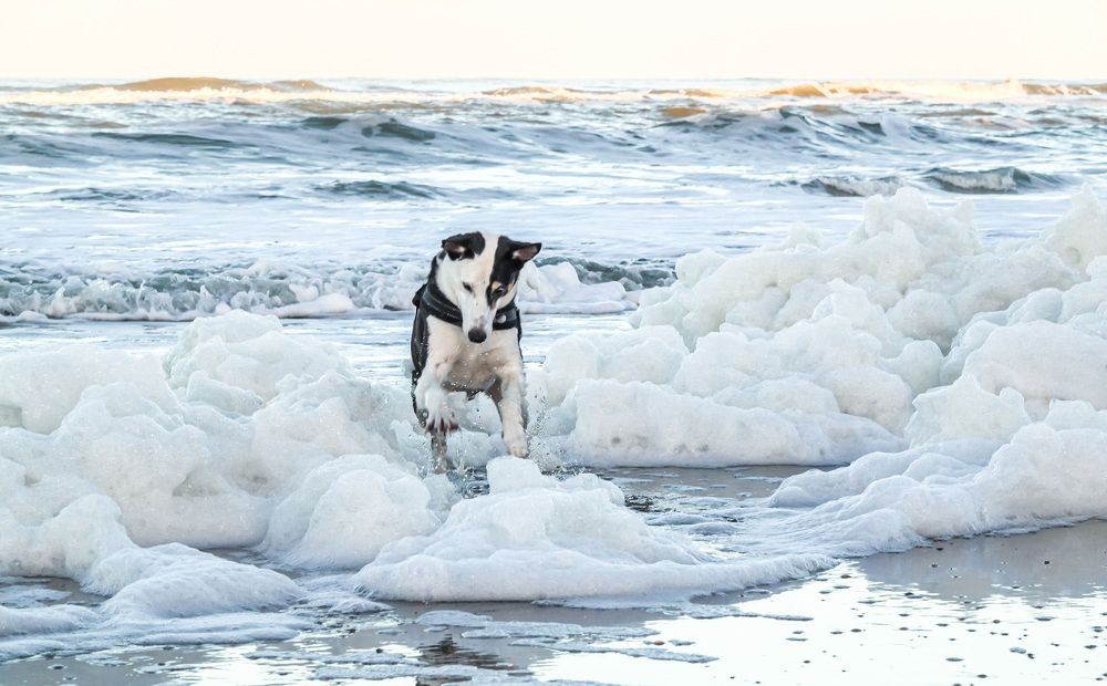 Photograph by Shirley Douwstra