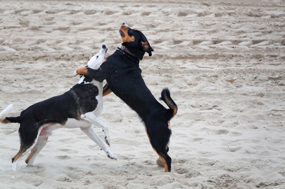 Photograph by Shirley Douwstra