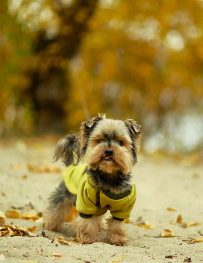 Фотография автора Елена Чиликина