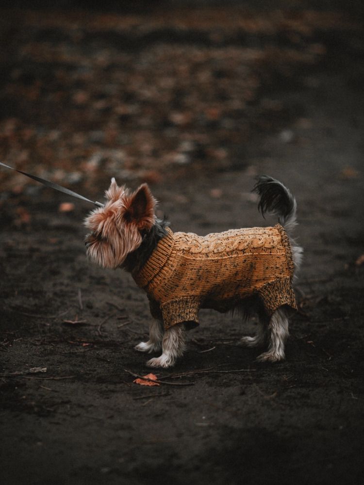 Фотография автора Елена Чиликина