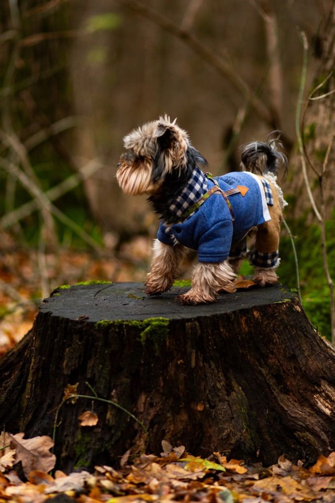 Фотография автора Елена Чиликина