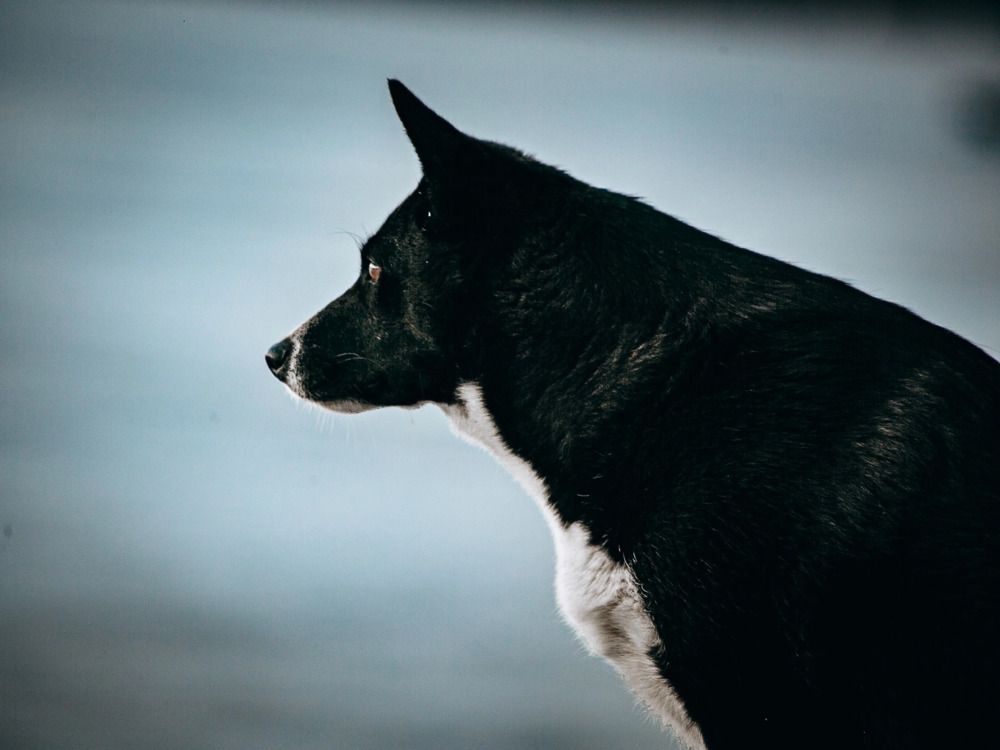 Фотография автора Елена Чиликина