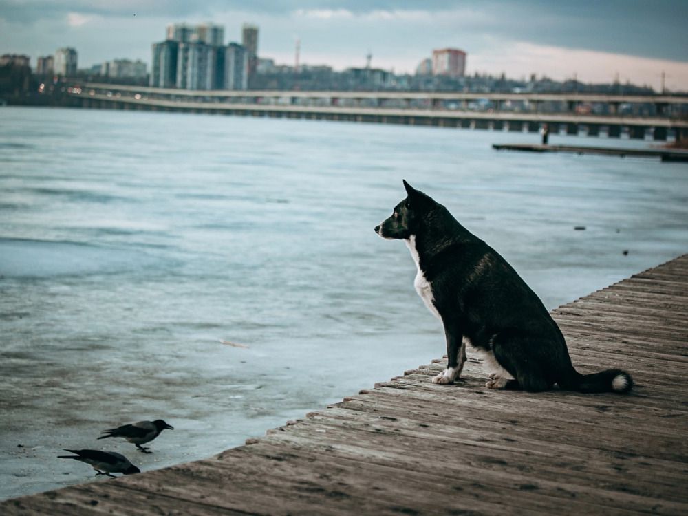 Фотография автора Елена Чиликина