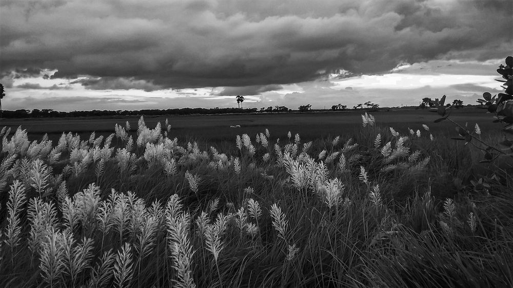 Photograph by Kamal Bhattacharjya