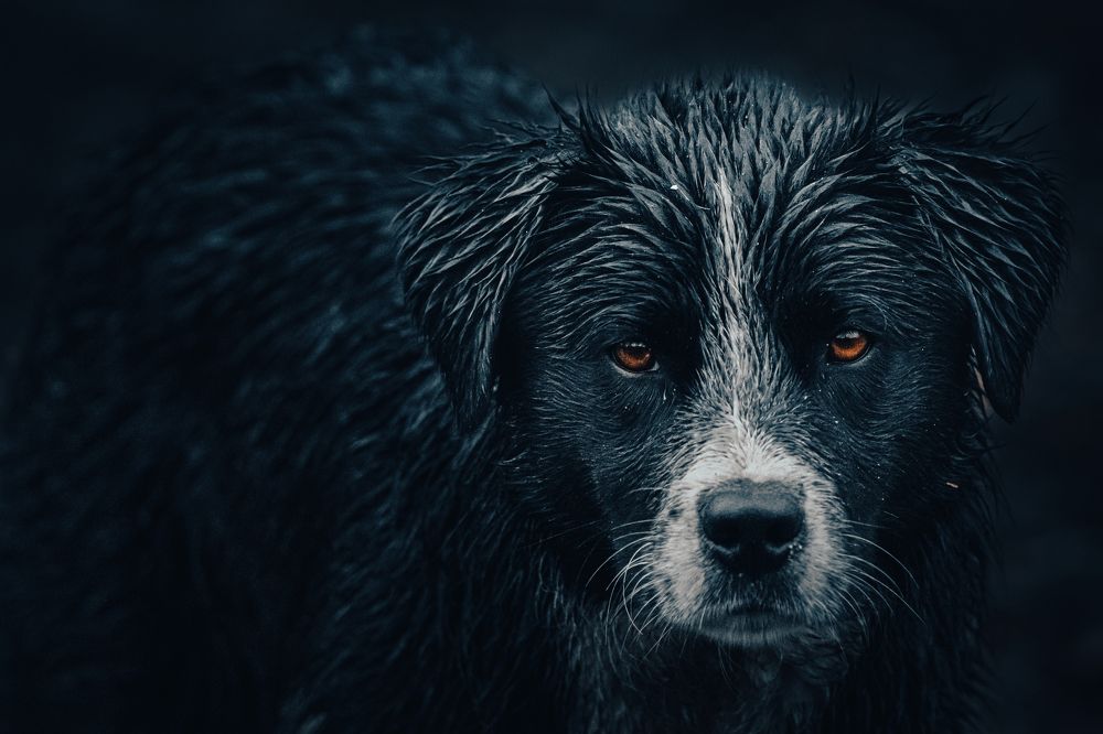 Photograph by Ольга Мусиенко