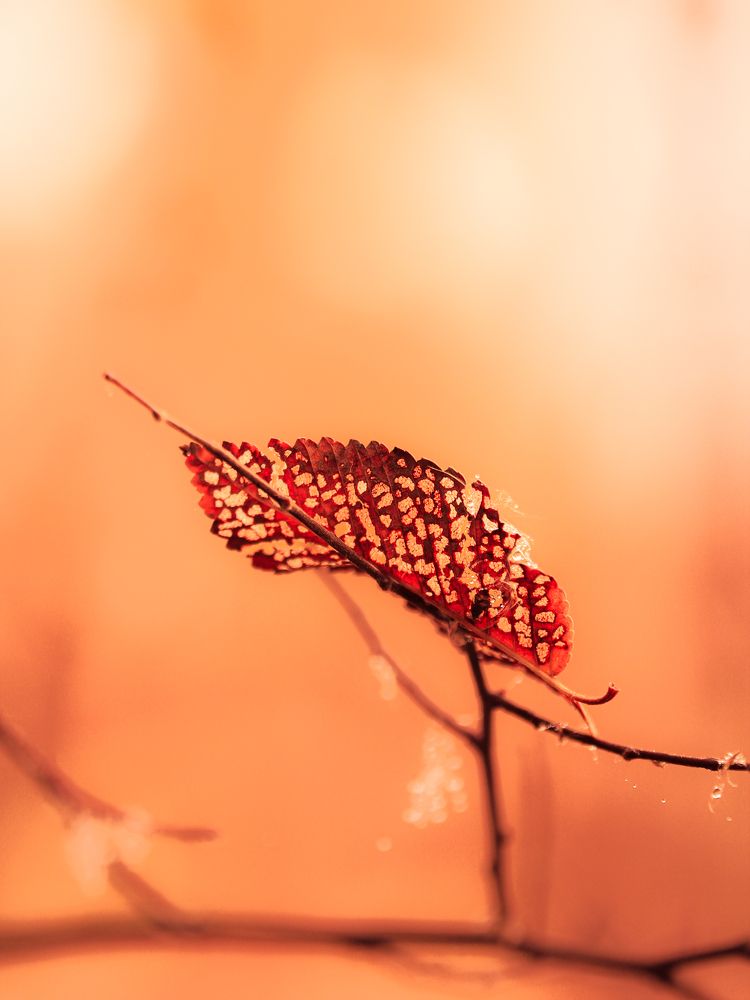 Photograph by Анна Тен