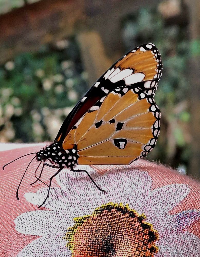 Photograph by Riddhima Sharma