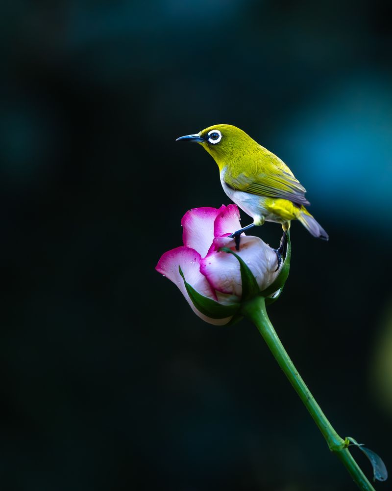 Photograph by Vipin P C