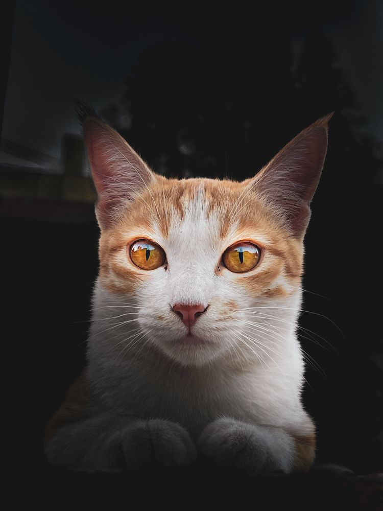 Фотография автора Hrushikesh Kharade