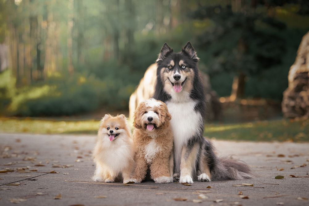 Фотография автора Bernard Sim