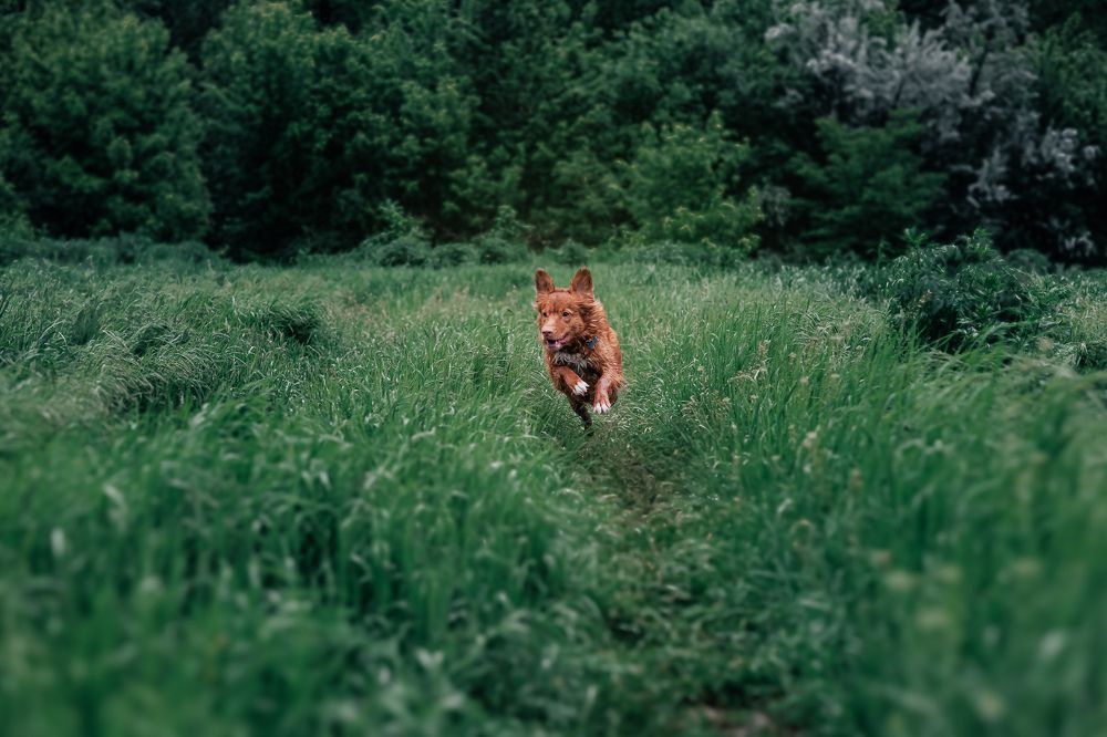 Фотография автора Нино Елисеева