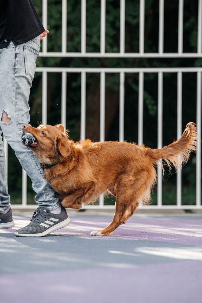 Фотография автора Нино Елисеева