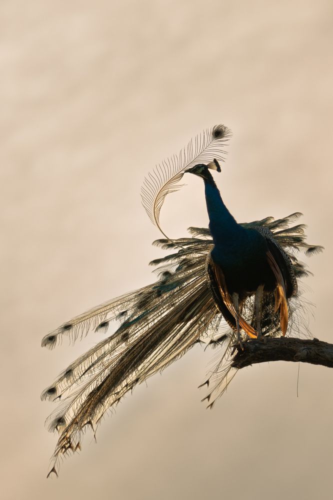 Photograph by Anton Jeirin