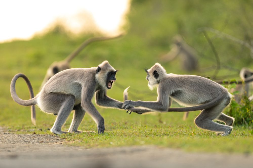 Photograph by Anton Jeirin