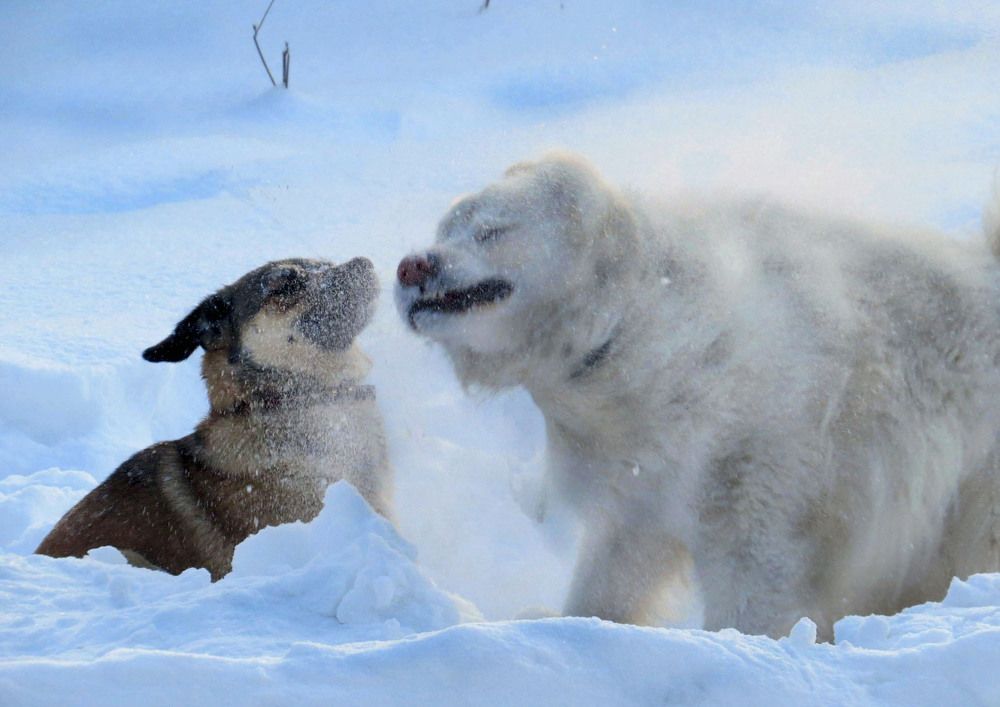 Снежное утро