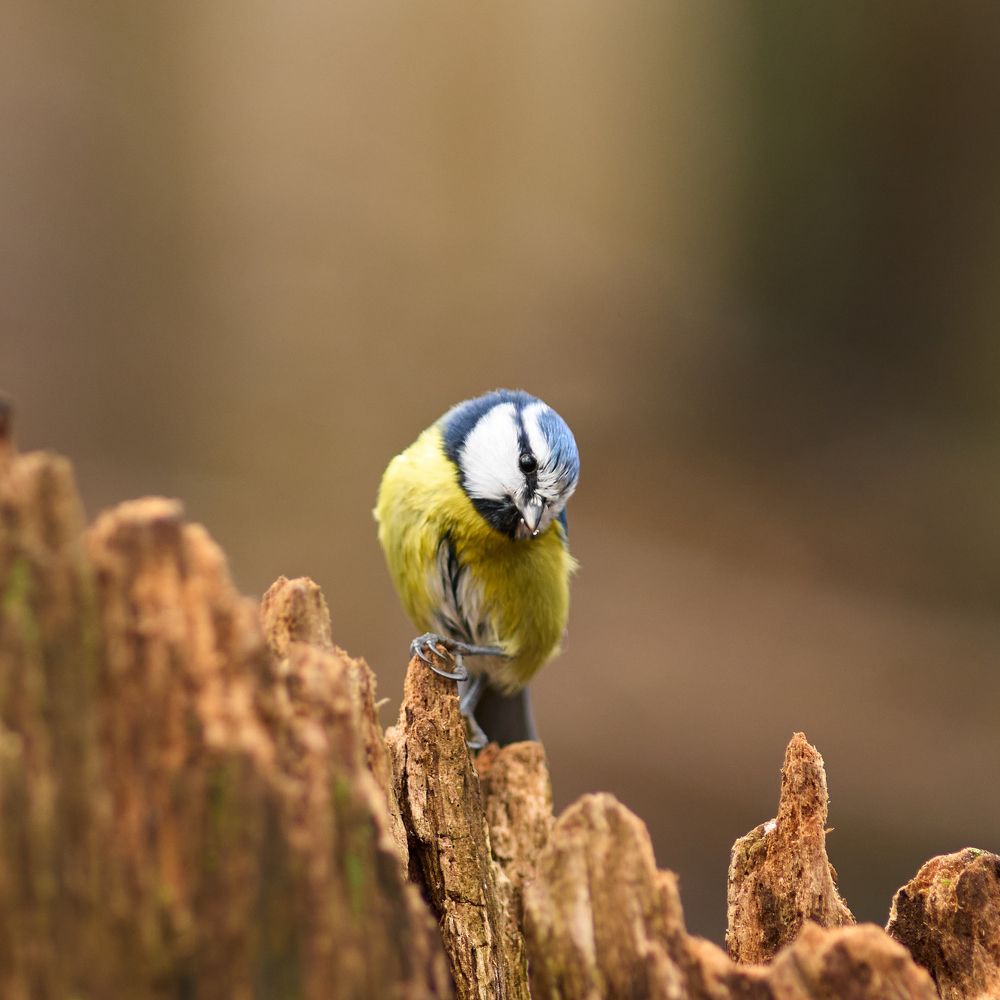 Лазоревка обыкновенная