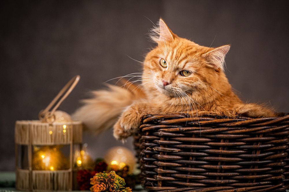 Photograph by Ольга Пачина